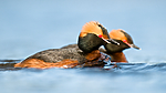 BB 10 0366 / Podiceps auritus / Horndykker